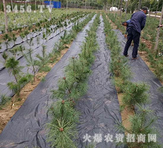 �@�ַ��ݲ�-����