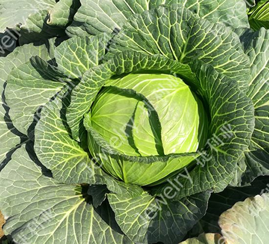 �ݸ�14622-���{(l��n)�N��-������