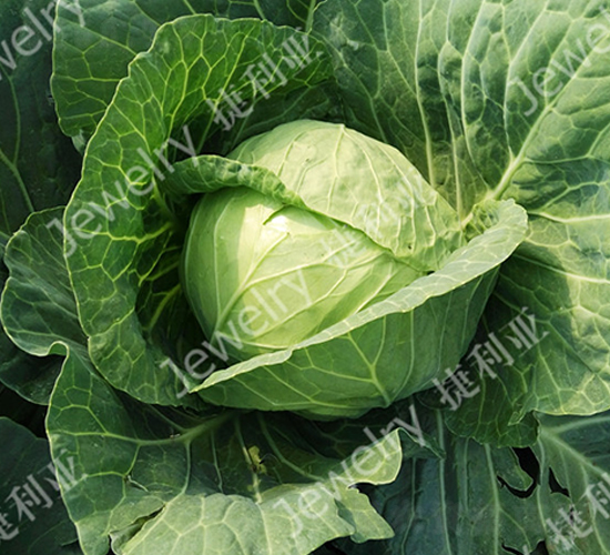 �ݸ�1465-���{(l��n)�N��-������