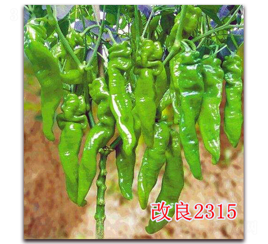 ����2315-�����N��-��ʢ�r(n��ng)�I(y��)