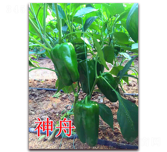 ����-�����N��-��ʢ�r(n��ng)�I(y��)