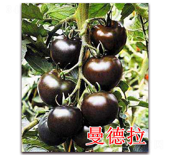 ������-���ѷN��-��ʢ�r(n��ng)�I(y��)