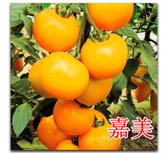 ����-���ѷN��-��ʢ�r(n��ng)�I(y��)