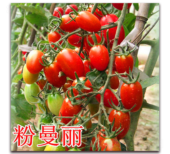 ������-���ѷN��-��ʢ�r(n��ng)�I(y��)