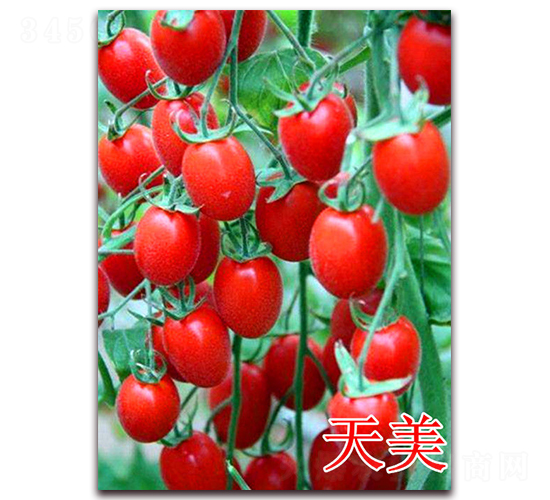 ����-���ѷN��-��ʢ�r(n��ng)�I(y��)