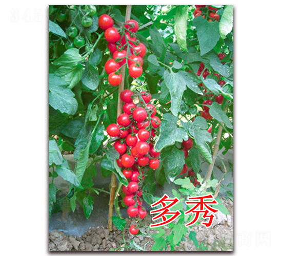 ����-���ѷN��-��ʢ�r(n��ng)�I(y��)