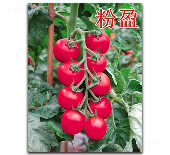 ��ӯ-���ѷN��-��ʢ�r(n��ng)�I(y��)