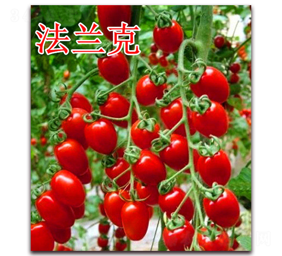 ���m��-���ѷN��-��ʢ�r(n��ng)�I(y��)