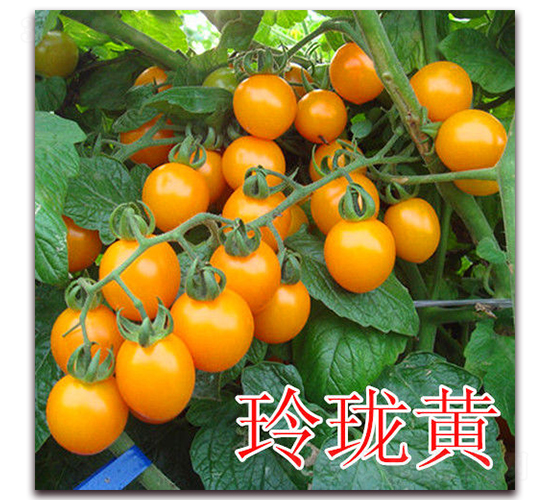 �ᭇ�S-���ѷN��-��ʢ�r(n��ng)�I(y��)