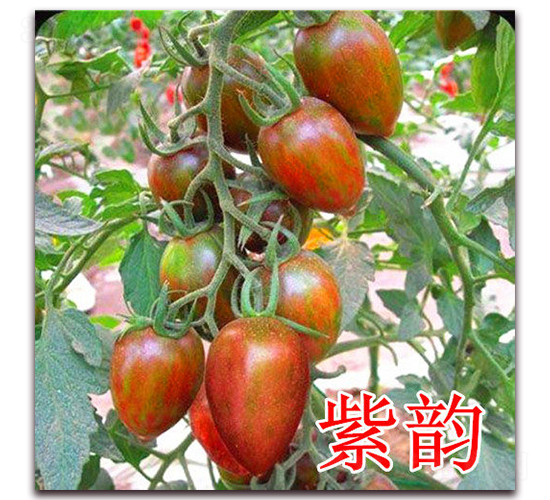 ���-���ѷN��-��ʢ�r(n��ng)�I(y��)