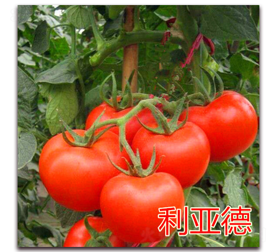 ������-���ѷN��-��ʢ�r(n��ng)�I(y��)