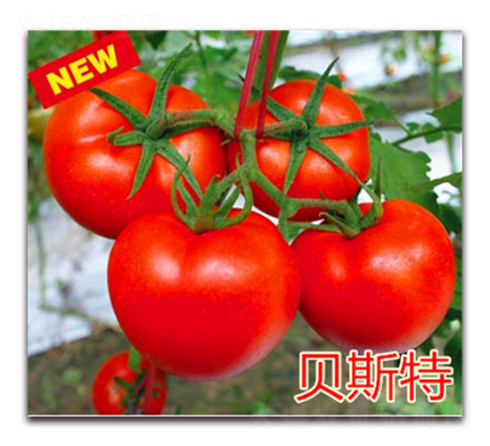 ؐ˹��-���ѷN��-��ʢ�r(n��ng)�I(y��)