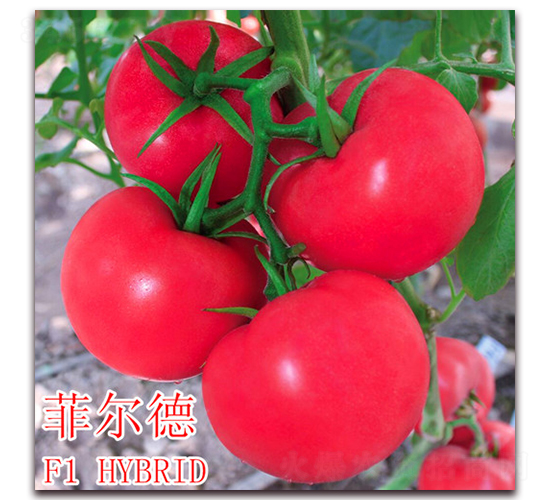 �Ơ���-���ѷN��-��ʢ�r(n��ng)�I(y��)