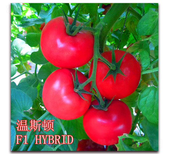 ��˹�D-���ѷN��-��ʢ�r(n��ng)�I(y��)