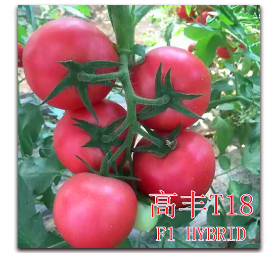 ���ST18-���ѷN��-��ʢ�r�I(y��)