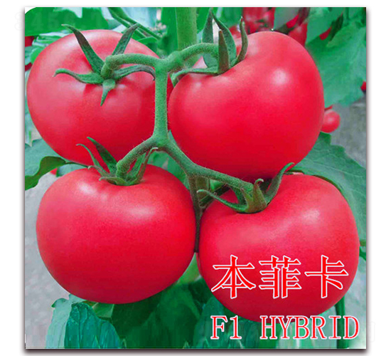 ���ƿ�-���ѷN��-��ʢ�r(n��ng)�I(y��)