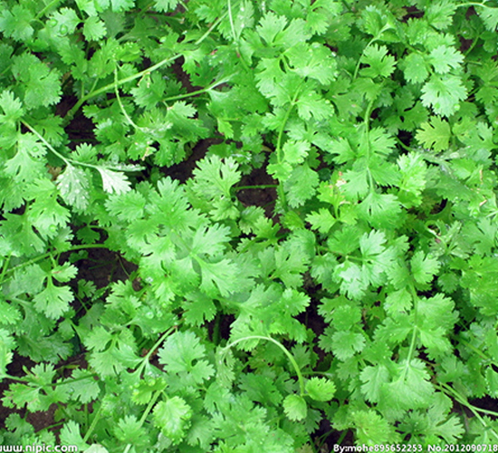 �ļ����-��˷N��-�|��