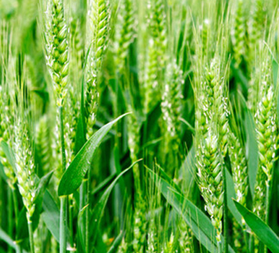 �|��25̖(h��o)-С���N��-�|��