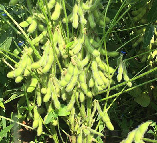 �|��16̖(h��o)-�󶹷N��-�|��