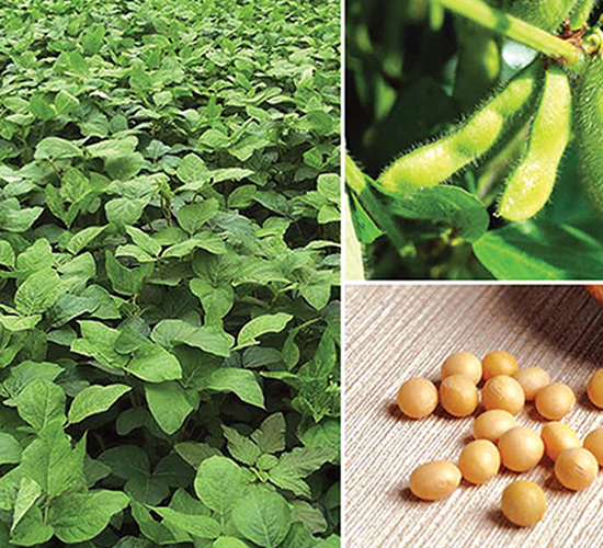 �|����̖(h��o)-�󶹷N��-�|��