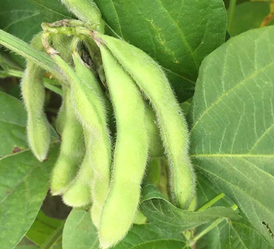 �|��88-�󶹷N��-�|��