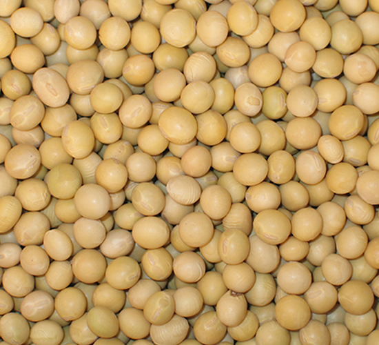 �|��1̖-�󶹷N��-�|��