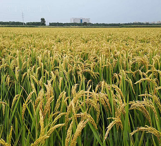 ���̵�9913-ˮ���N��-�|��