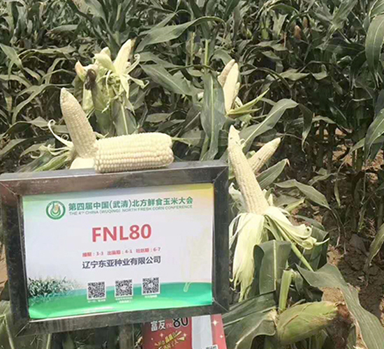 FNL80-���׷N��-�|��
