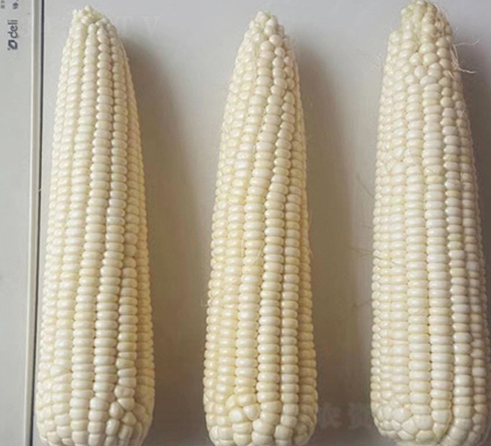 �|Ŵ120-���׷N��-�|��