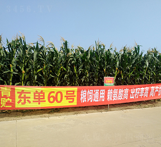 �|��60-���׷N��-�|��