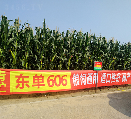 �|��606-���׷N��-�|��