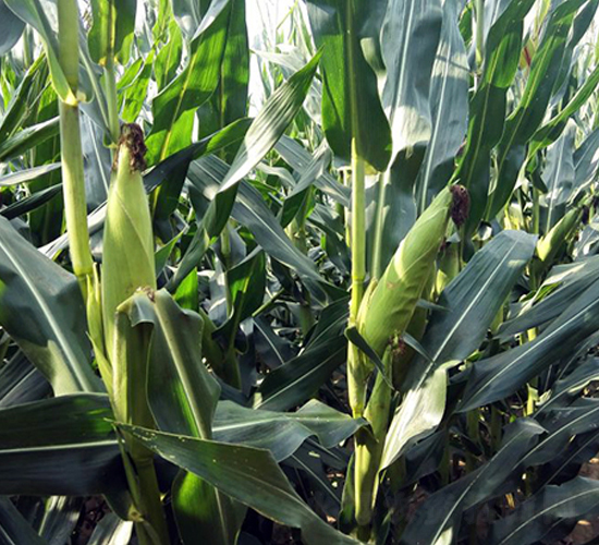 �|��1501-���׷N��-�|��