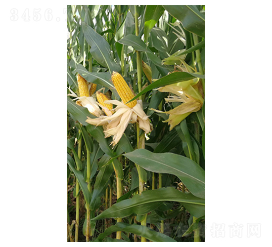 �|��301���׷N��-�|��