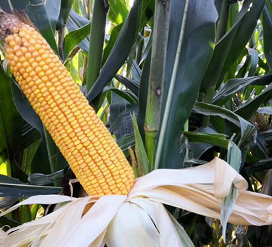 ����9̖(h��o)-���׷N��-�|��