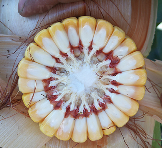 ���h969--���׷N��-�|��