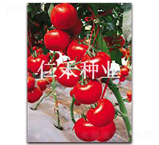 ���ȣ�ANNA��-�t�����ѷN��-�ʺ̷N�I(y��)