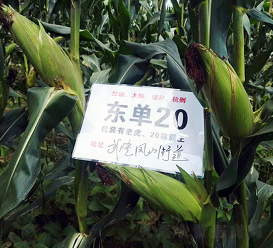 �|��20-���׷N��-�|��