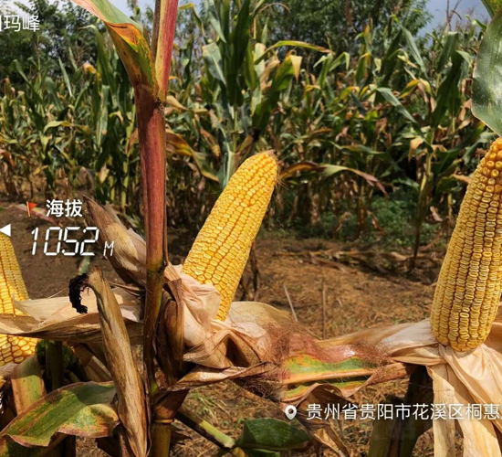 �|��100̖(h��o)-���׷N��-�|��