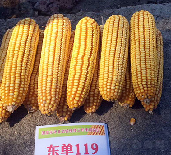 �|��119���׷N��-�|��