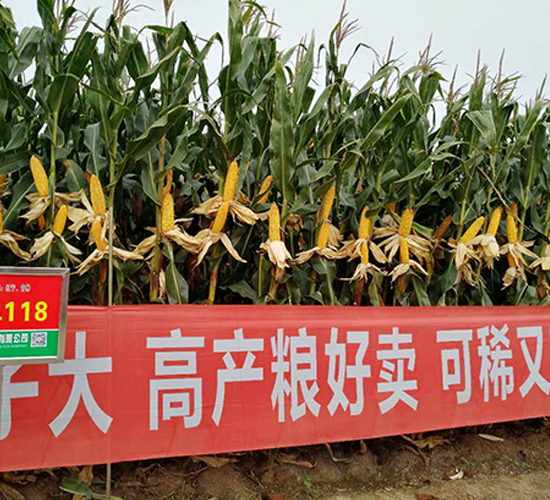 �|��118���׷N��-�|��