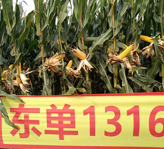 �|��1316-���׷N��-�|��