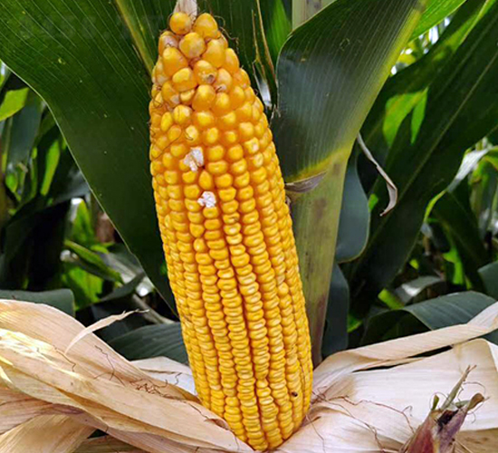 �|��1991-���׷N��-�|��