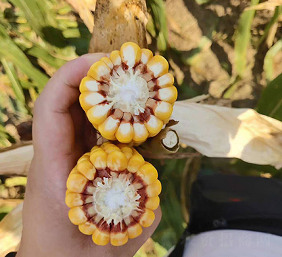 �|��2184-���׷N��-�|��