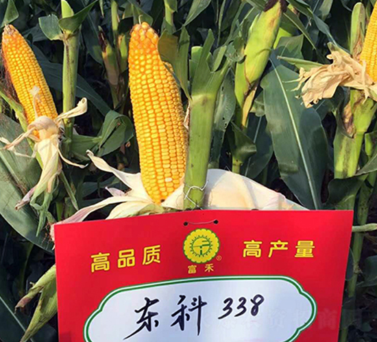 �|��338-���׷N��-�|��