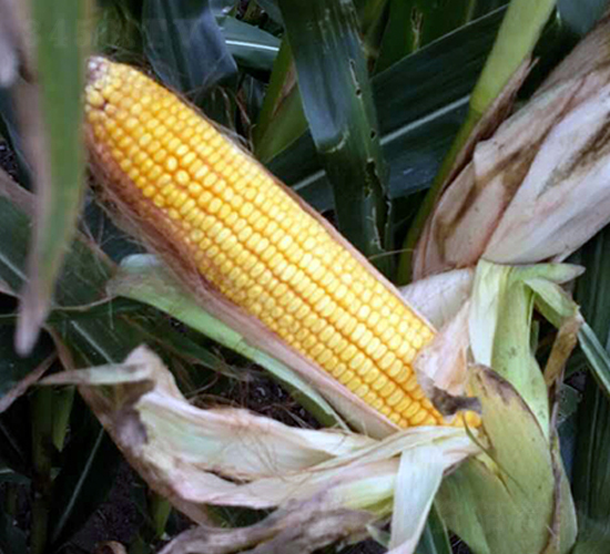 ����123-���׷N��-�|��