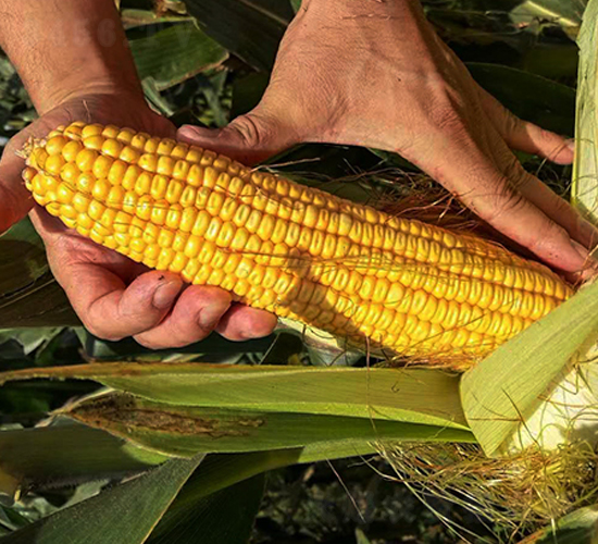 ����1993-���׷N��-�|��