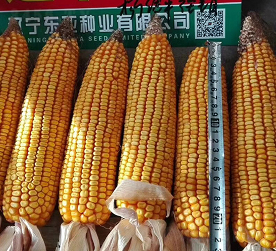 �|��588-���׷N��-�|��