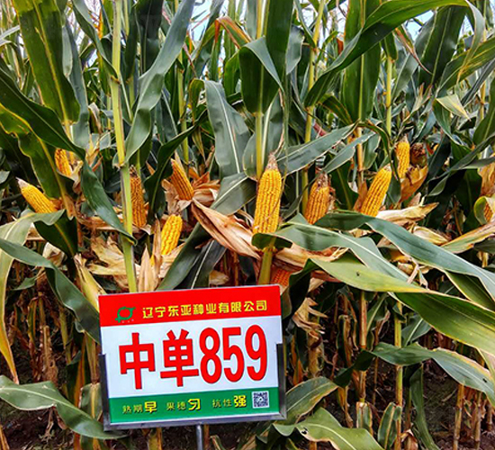 �І�859-���׷N��-�|��