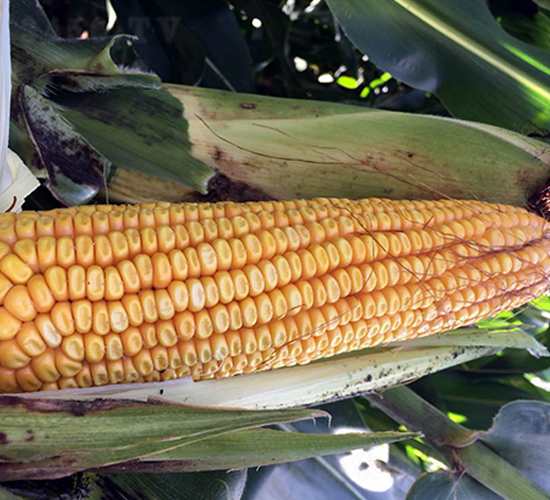 �|��80̖(h��o)-���׷N��-�|��