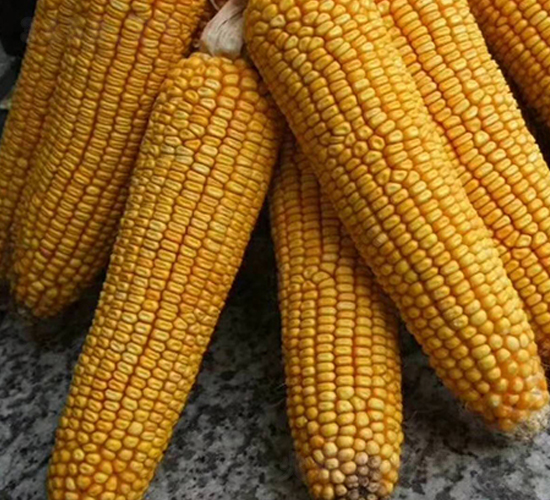 �|��13̖(h��o)-���׷N��-�|��